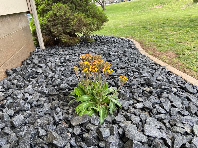 Garden Bed Installations