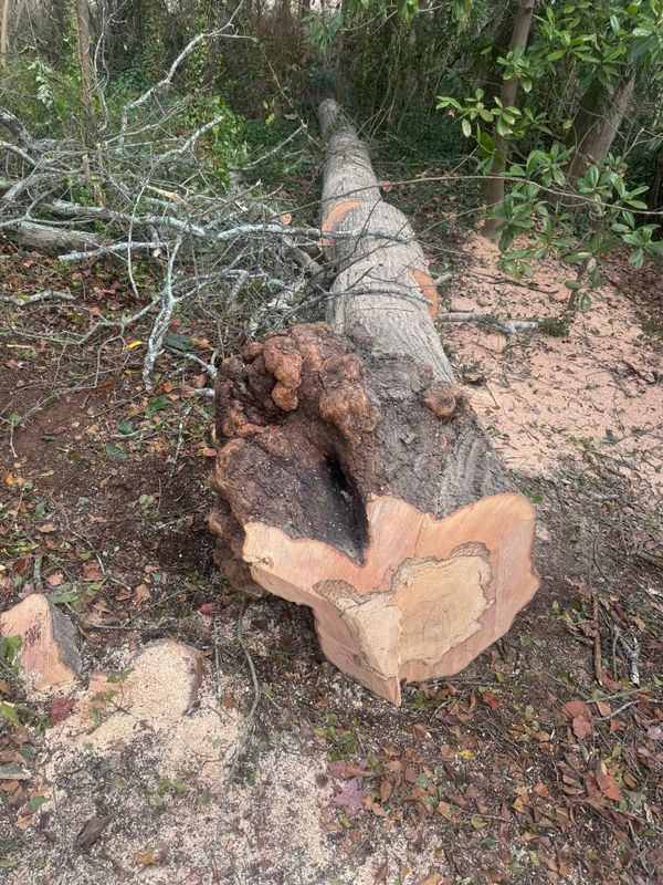 Tree Removal