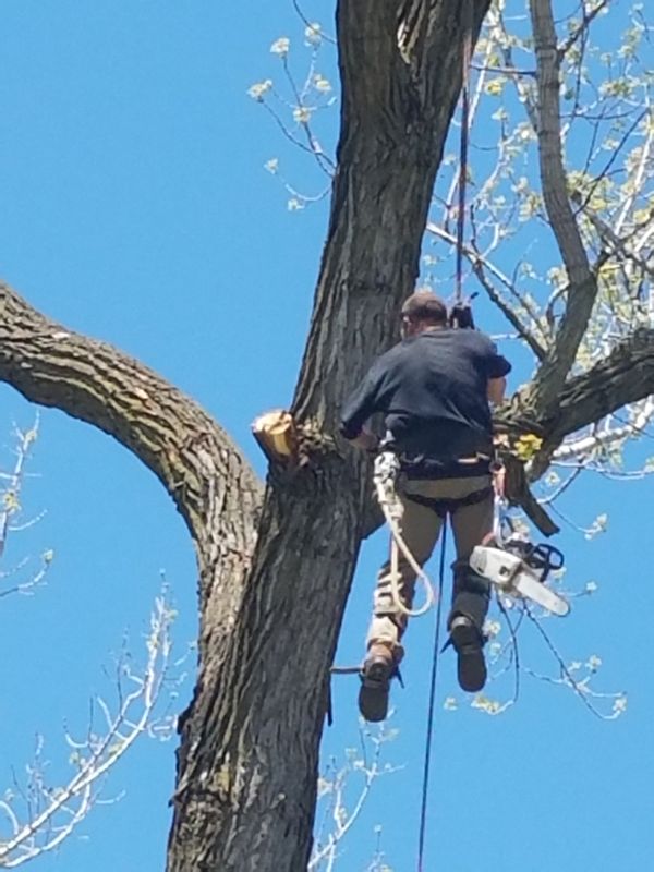 Tree Trimming