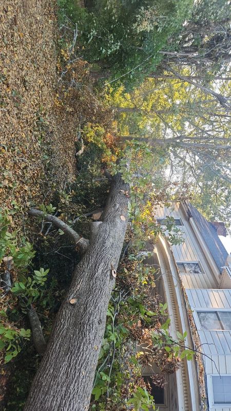 Tree Removal gallery