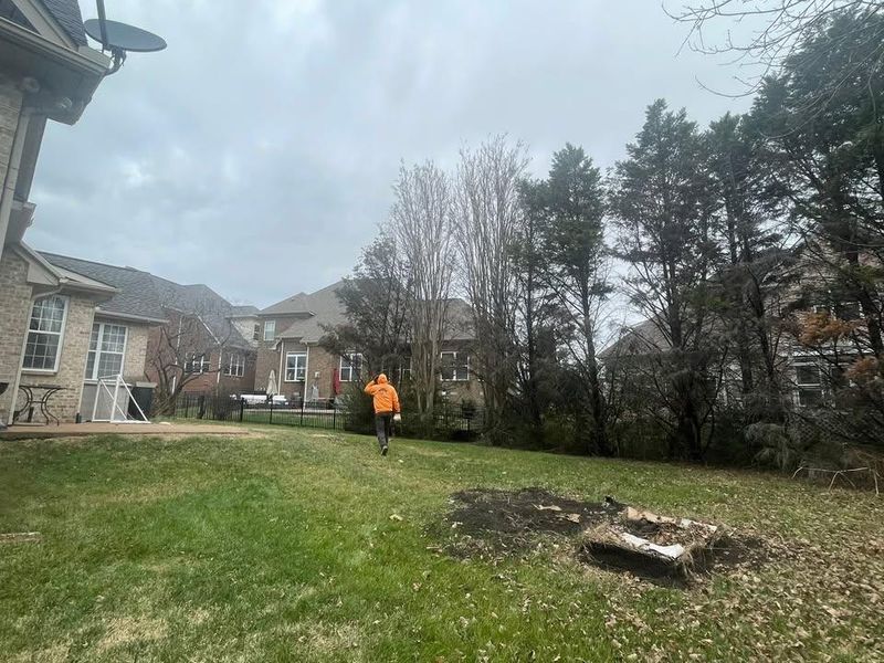 Other Tree Services