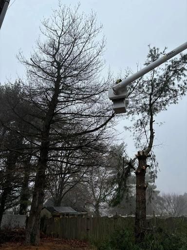 Tree Trimming