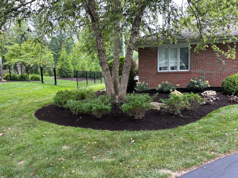 Tree and Shrub Care
