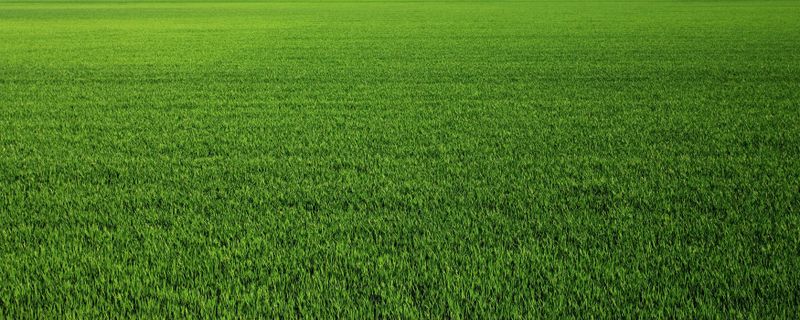 Lawn Care