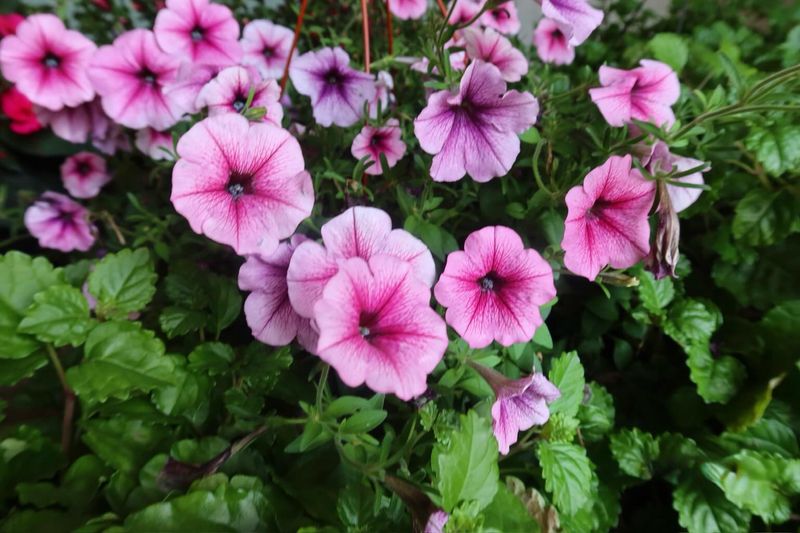 Garden Center