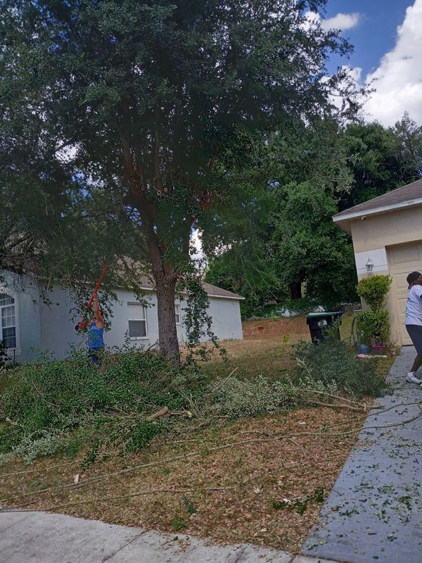 Tree Services