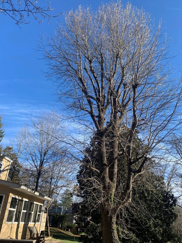 Tree Removal gallery