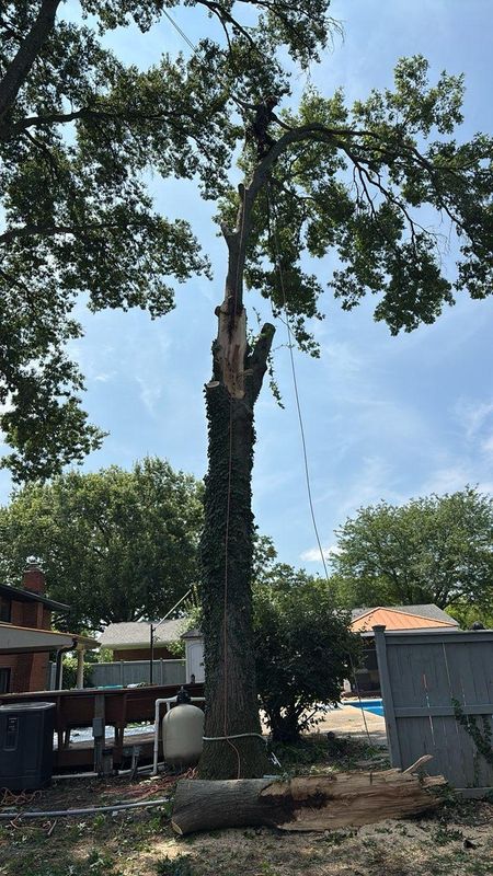 Tree Removal