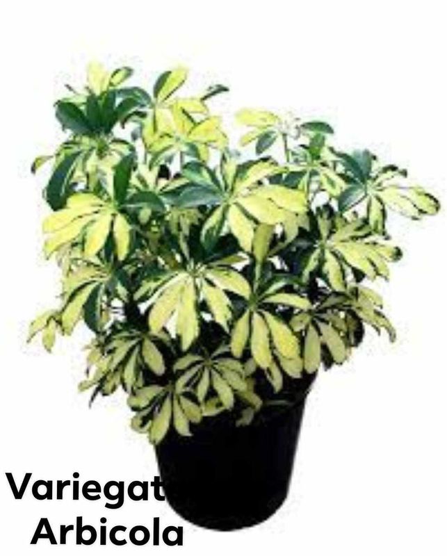 Plant and tree list