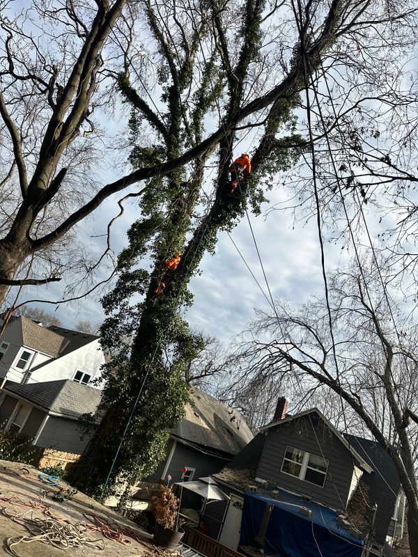 Fall Clean Up