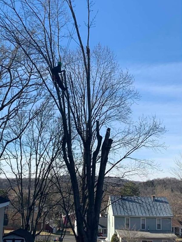 Tree Removal gallery