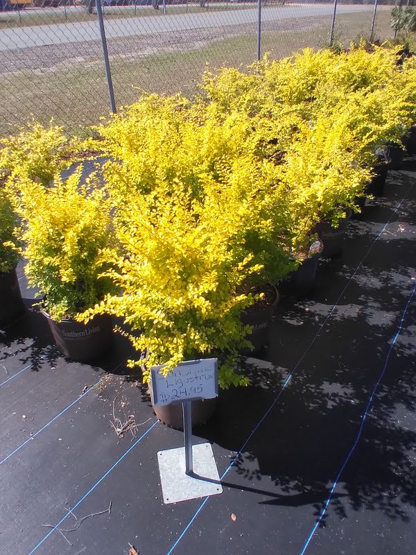 Installation of trees and shrubs .