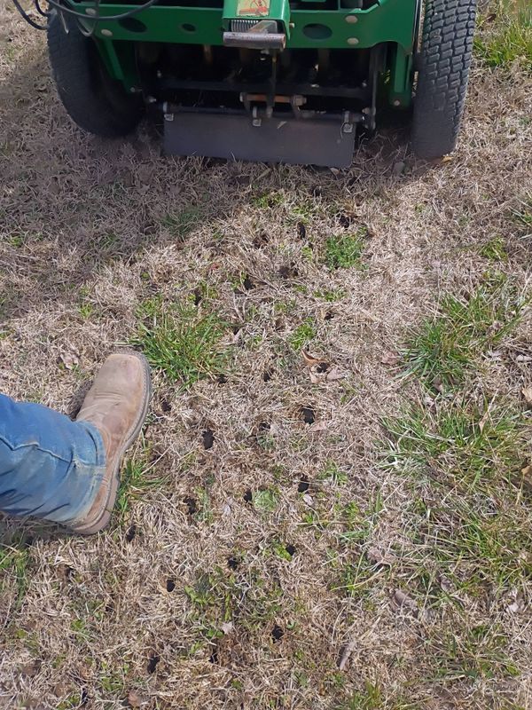 Lawn Maintenance