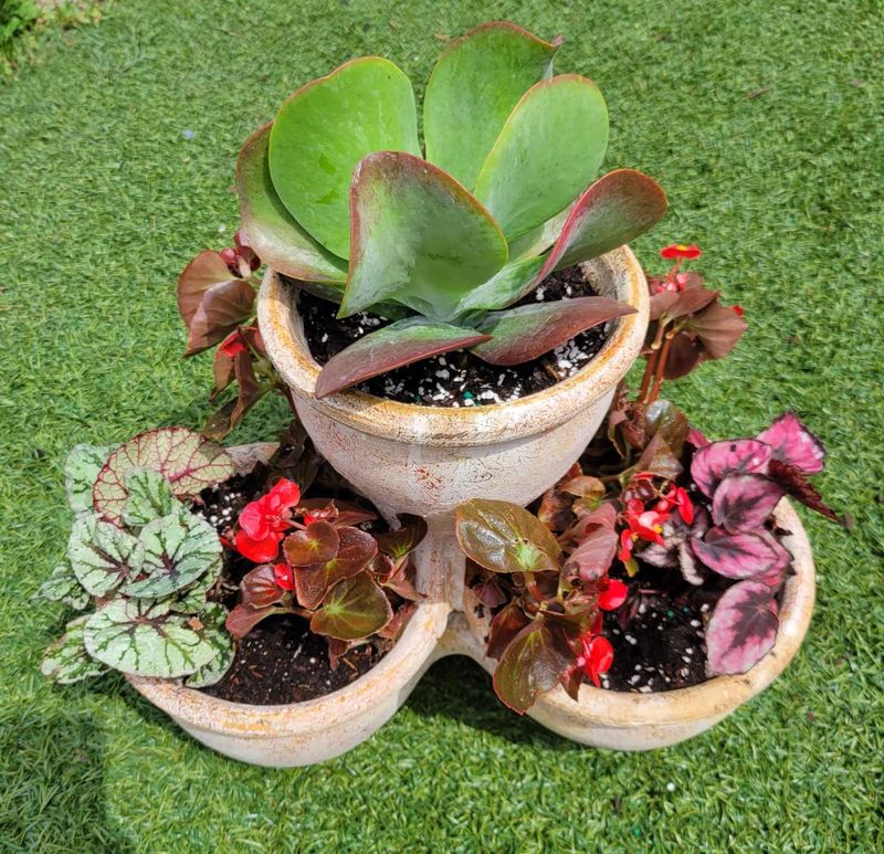Custom Plant Bouquets