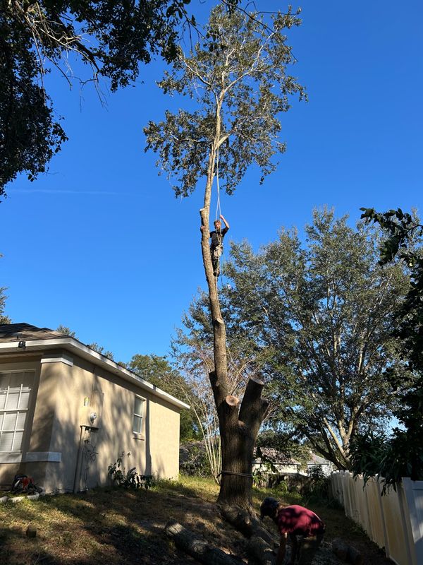 Tree Pruning