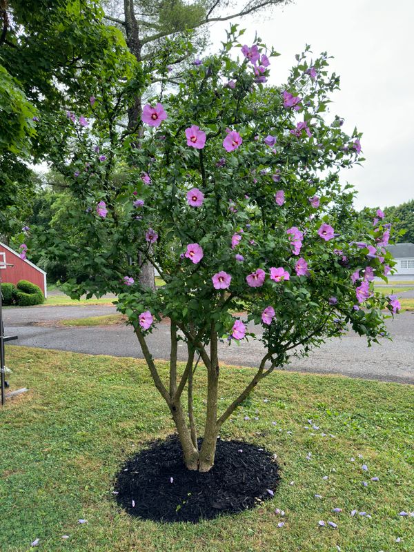Tree & Perennial Planting