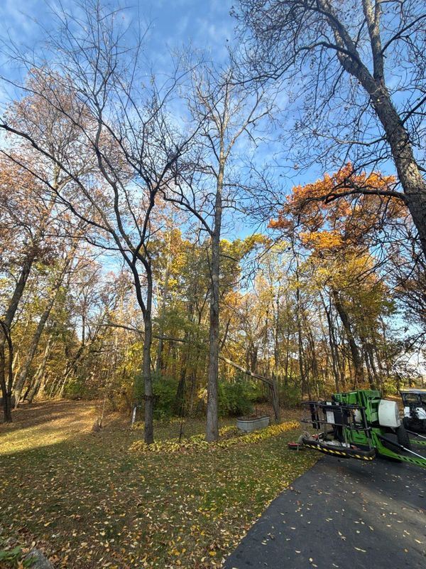 Tree Removal