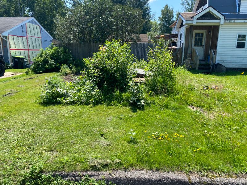 Stump Grinding