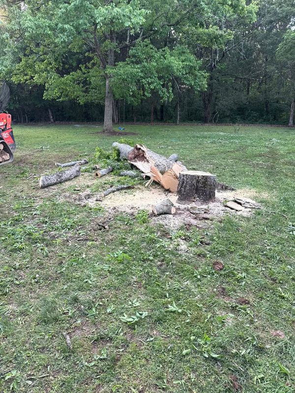 Tree Removal