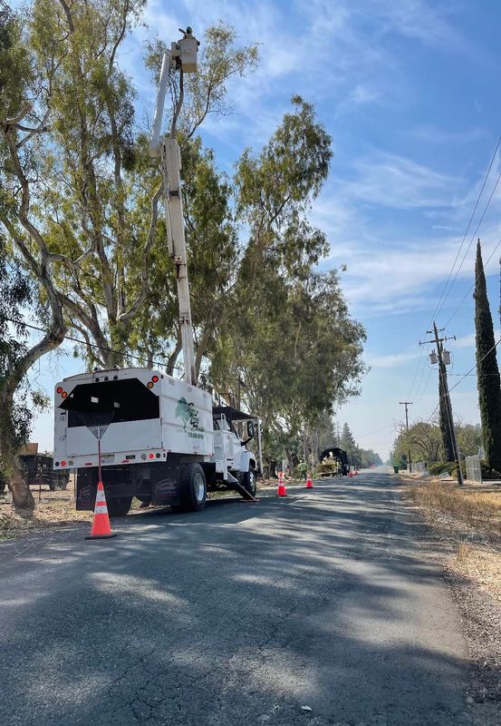 Tree Removal gallery