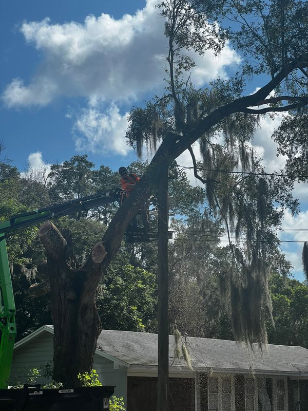 Tree Trimming