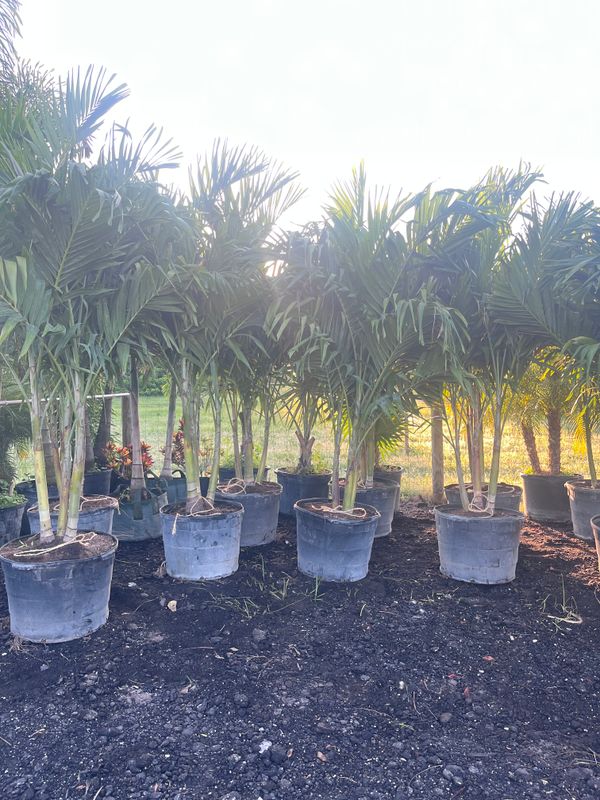 Wholesale plants, palms and trees