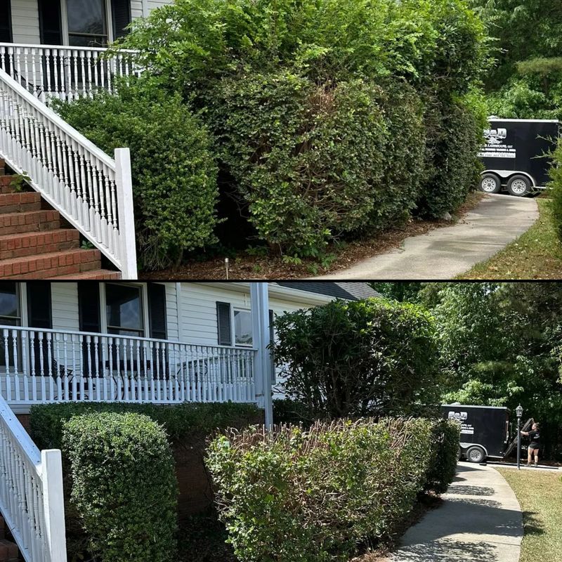 Shrub Trimming