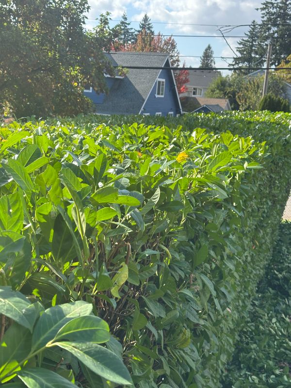 Garden Maintenance