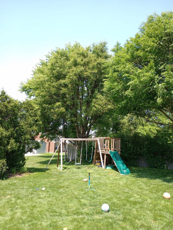 Tree Trimming