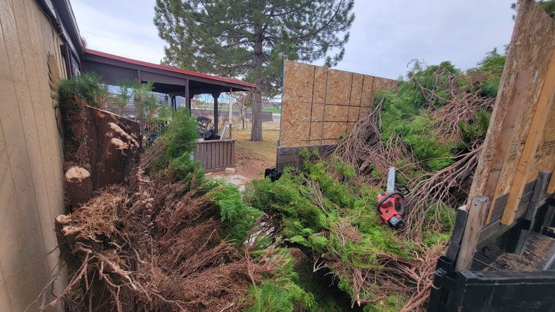 Tree Removal