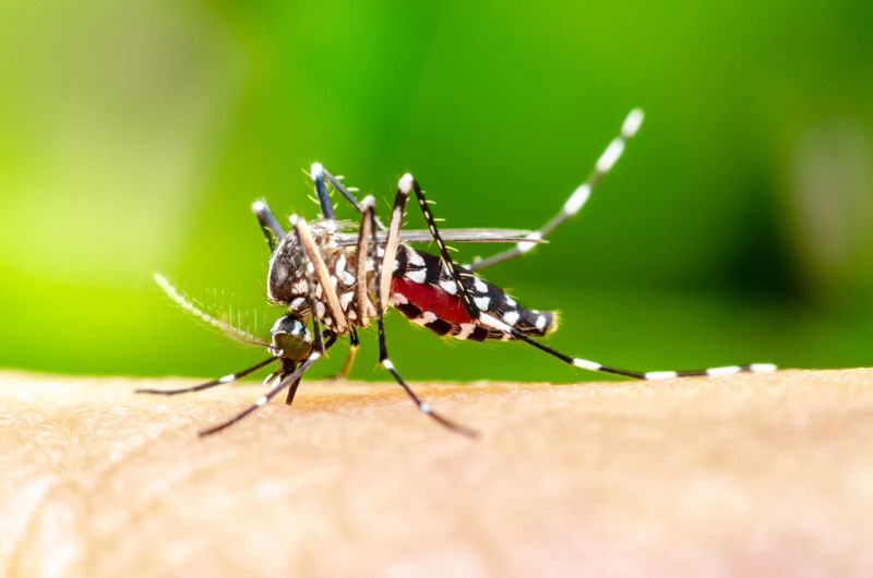 Mosquito/tick 