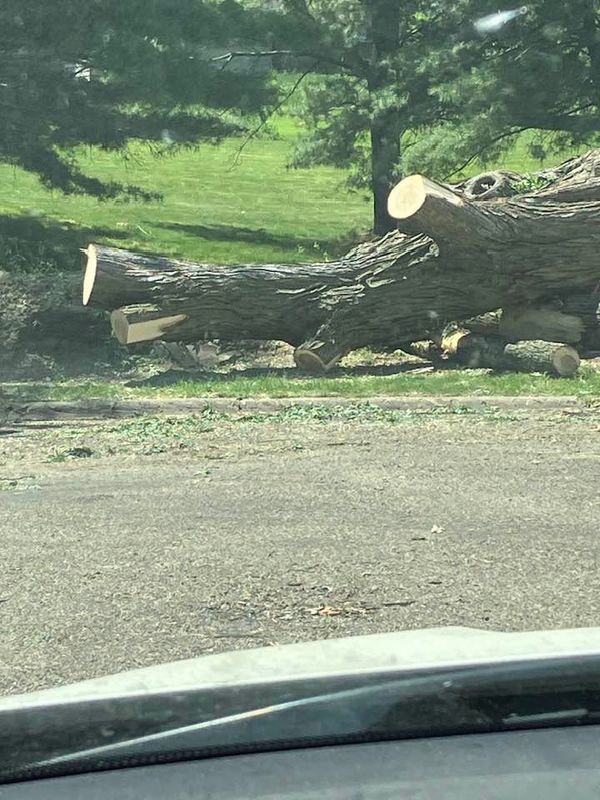 Tree Removal