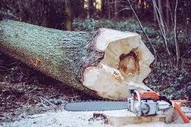 Tree Services