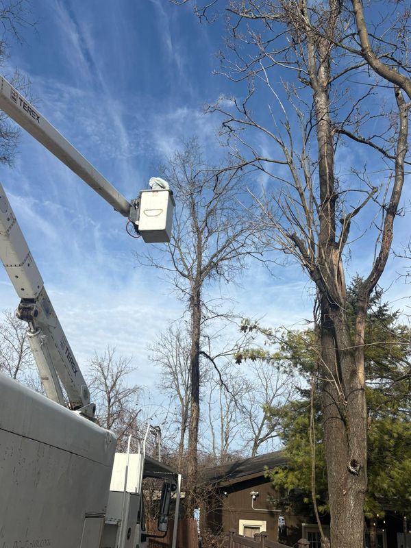 Tree Removal