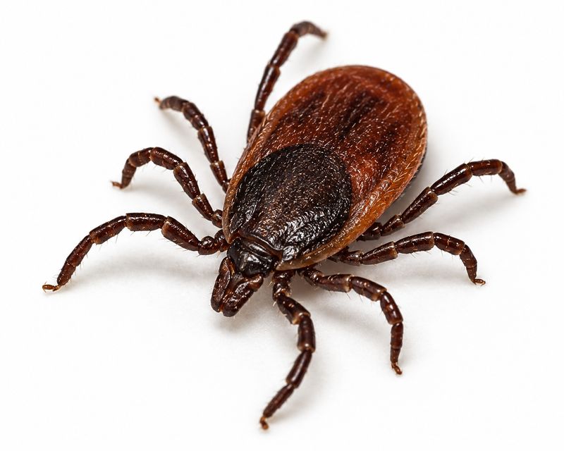 Tick Control