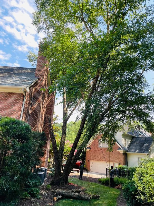 Tree Removal gallery