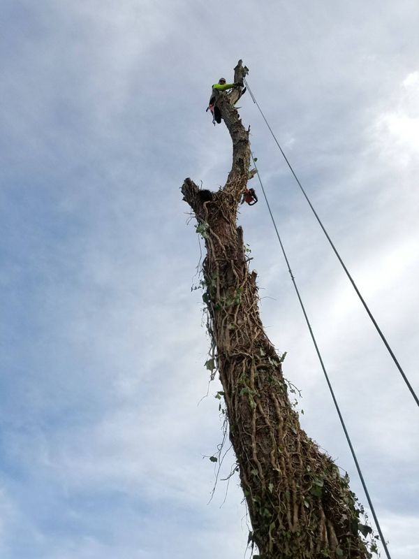 Tree Removal gallery