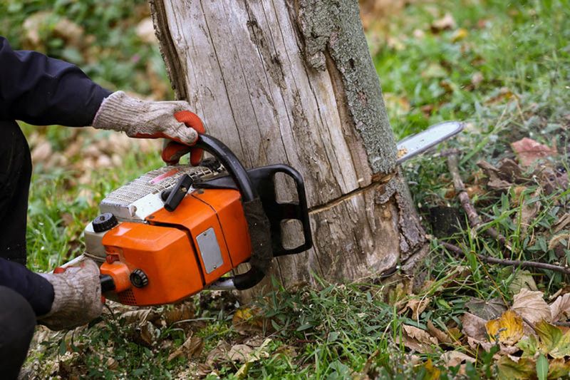 Tree Removal