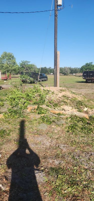 Tree Removal
