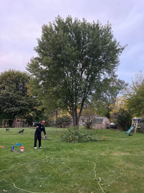 Tree Trimming
