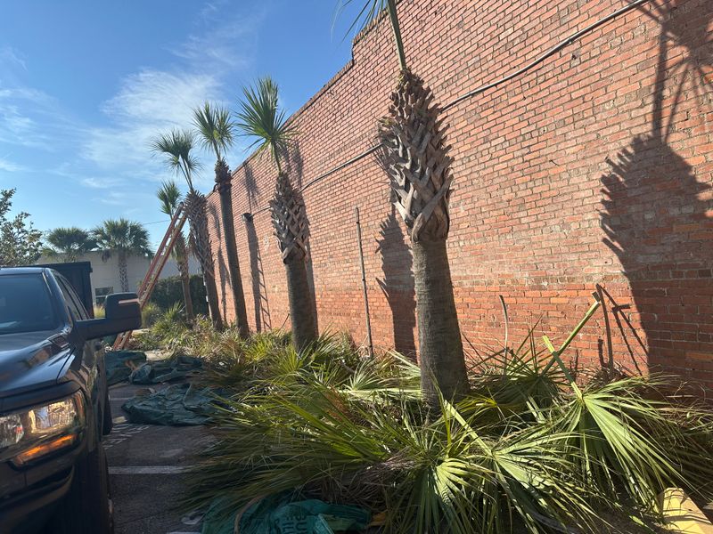 Shrub Trimming