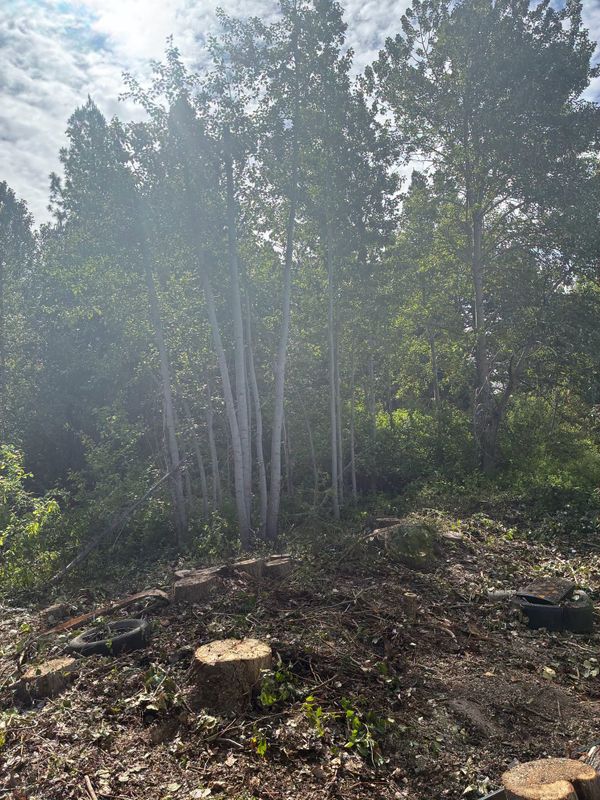 Tree Services
