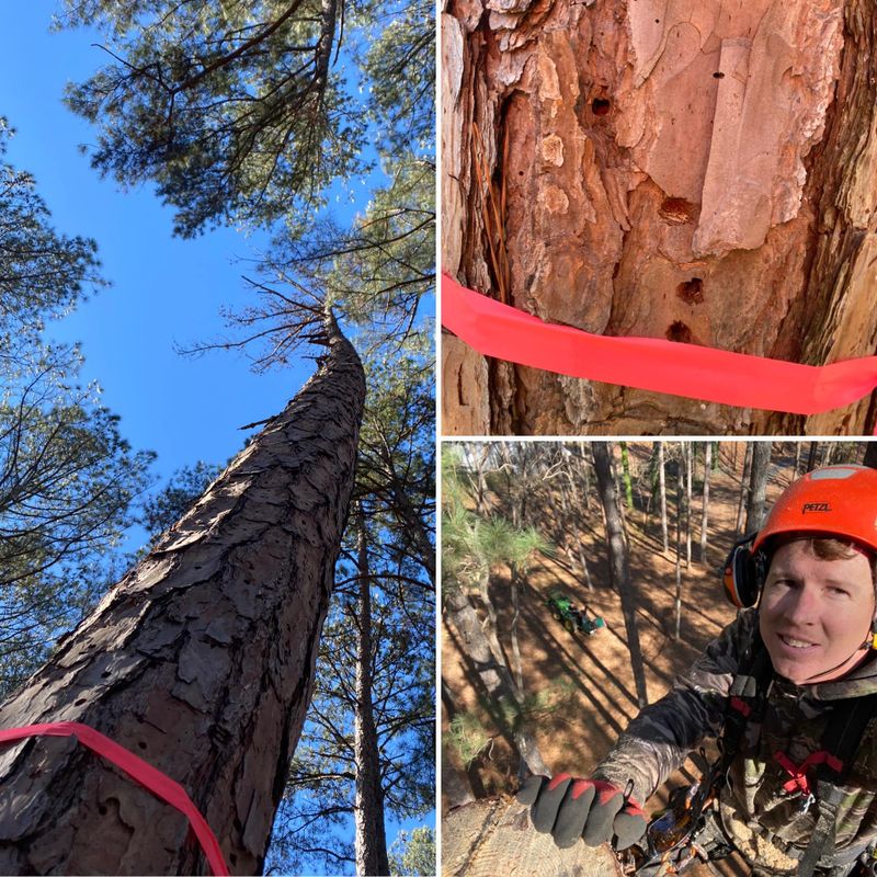Tree Removal gallery