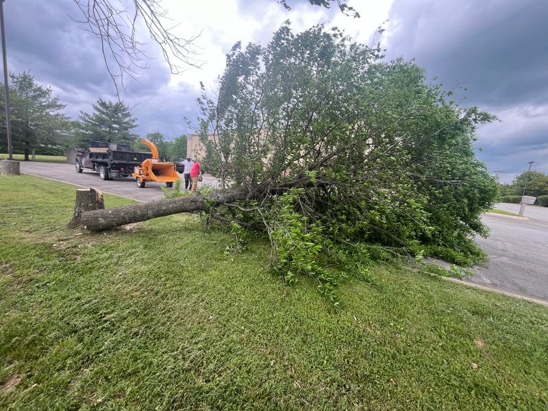 Tree Maintenance