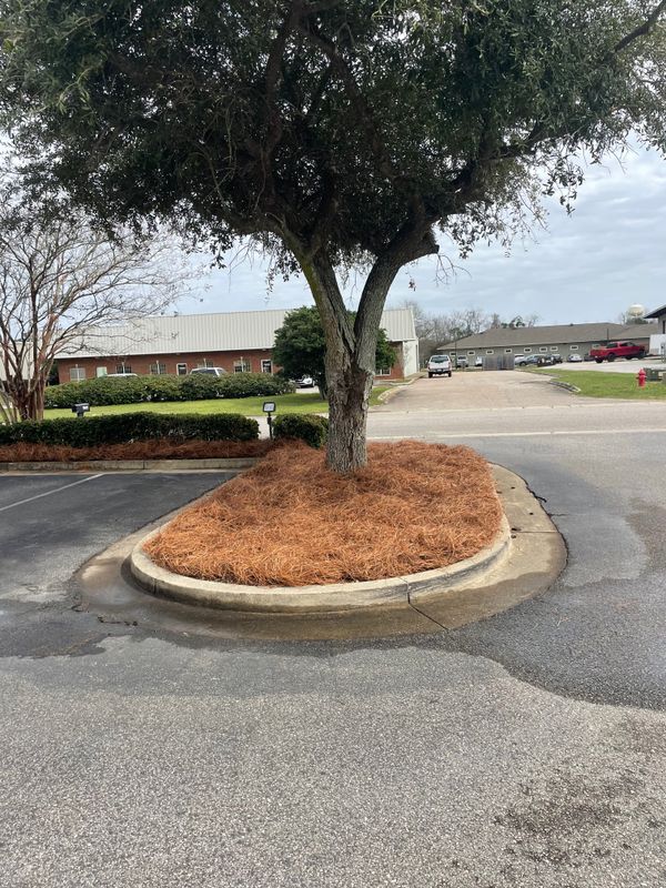 Mulch, Pine Straw Installation