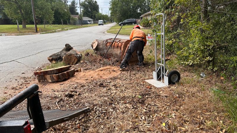 Tree trimming and removal