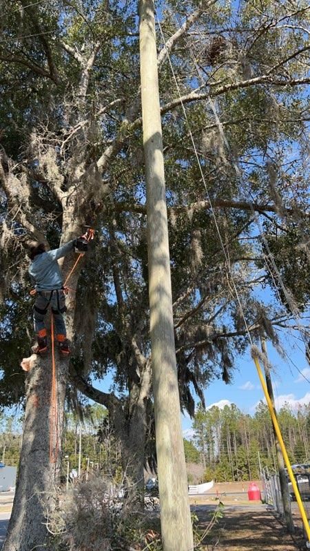 Tree Trimming gallery