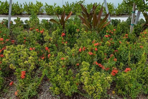 Landscaping