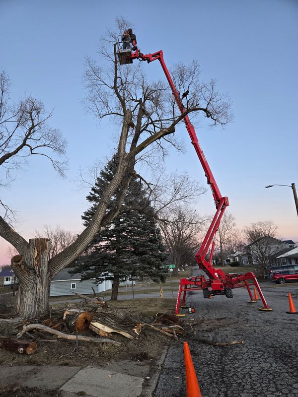 Tree Trimming