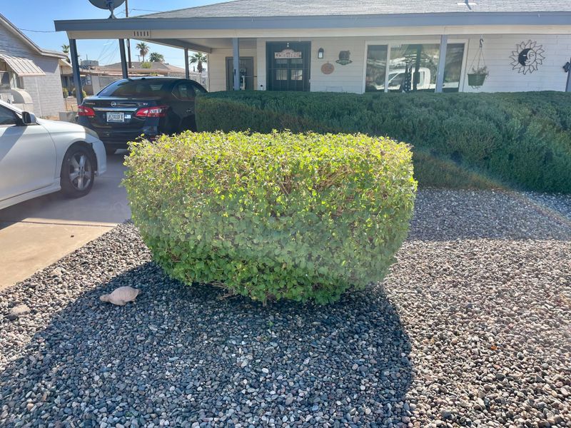 Tree & Shrub Care
